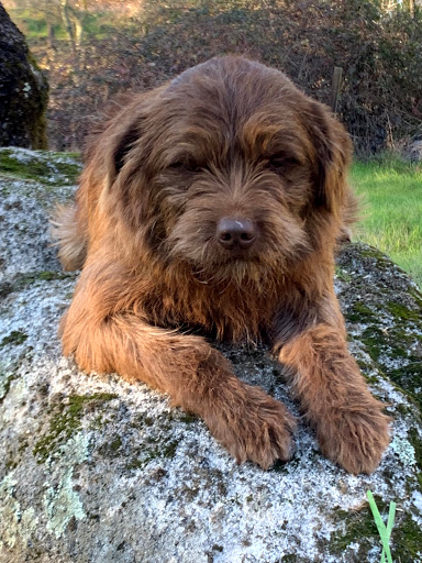 1 Love Dog Rescue image