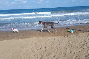 Dog’s beach image