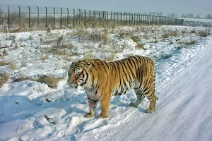 Siberia Tiger Park image