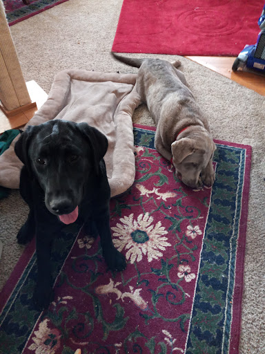 Pet Store «Pet City Pet Shops», reviews and photos, 750 Citadel Dr N # 2092, Colorado Springs, CO 80909, USA