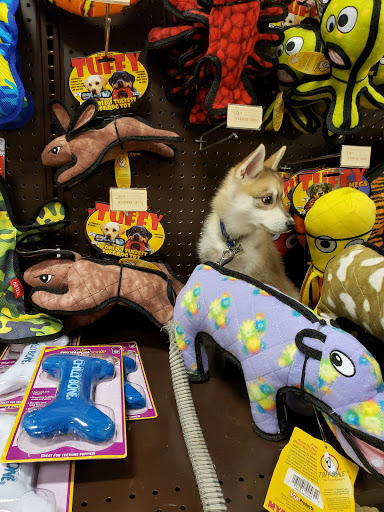 Pet Supply Store «Premier Pet Supply», reviews and photos, 63 W Auburn Rd, Rochester Hills, MI 48307, USA