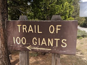 Trail of 100 Giants Trailhead - photo 96