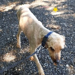 Photo n° 1 de l'avis de Dog.a fait le 30/06/2020 à 11:07 pour toilettage Beauté canine à Cranves-Sales