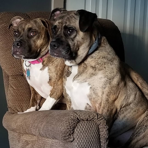 Pet Supply Store «Pet Supplies Plus», reviews and photos, 1433 E Main St, Owosso, MI 48867, USA