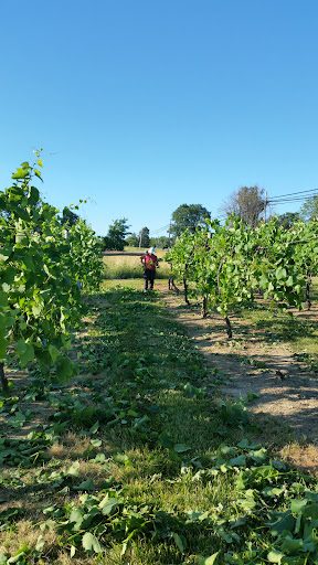 Winery «Rockside Winery and Vineyards», reviews and photos, 2363 Lancaster-Newark Rd NE, Lancaster, OH 43130, USA