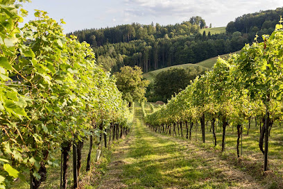 Weinbau und Rebschule Melbinger