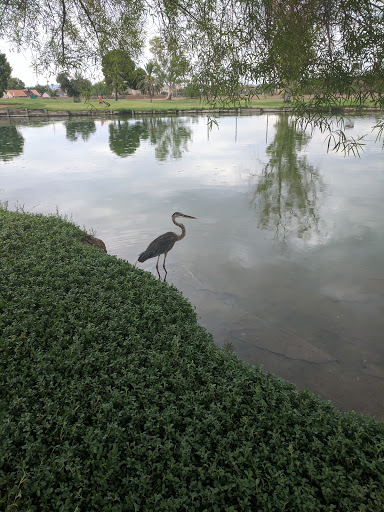 Golf Course «Paradise Valley Golf Course», reviews and photos, 3505 E Union Hills Dr, Phoenix, AZ 85050, USA