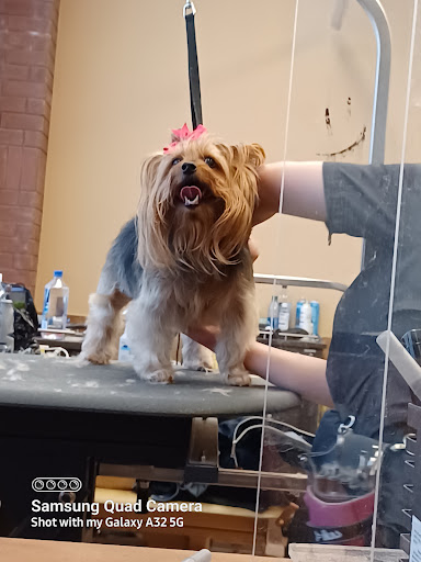 Pet Supply Store «PetSmart», reviews and photos, 238 Atlantic Ave, Brooklyn, NY 11201, USA