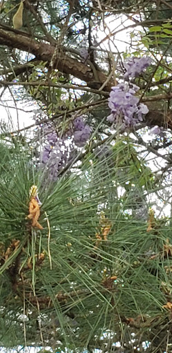 Country Club «West Fork Golf & Country Club», reviews and photos, 1 Golf Rdg, Conroe, TX 77304, USA