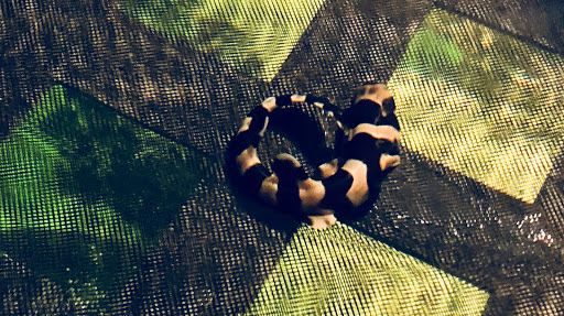 Aquarium «Team ECCO Ocean Center & Aquarium», reviews and photos, 511 N Main St, Hendersonville, NC 28792, USA