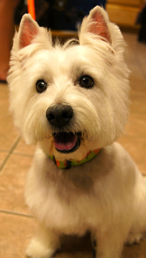 Pet Boarding Service «About Pets Center», reviews and photos, 1604 Conehurst Blvd, Salem, VA 24153, USA