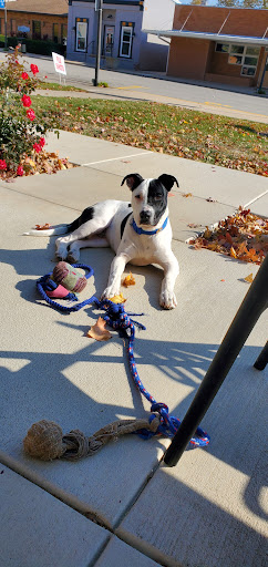 Tremont Veterinary Clinic