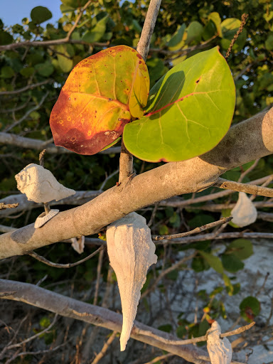 Nature Preserve «San Carlos Bay - Bunche Beach Preserve», reviews and photos, 18201 John Morris Rd, Fort Myers, FL 33908, USA