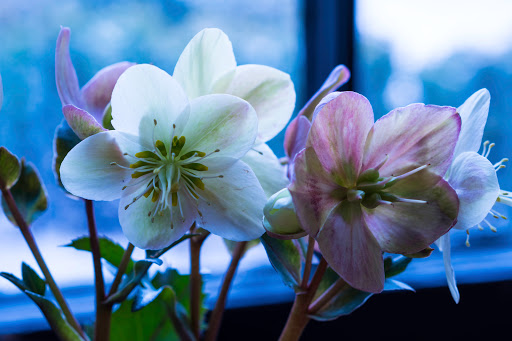 Art Museum «George Eastman Museum», reviews and photos, 900 East Ave, Rochester, NY 14607, USA