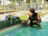 DogLover - Photo 4 - Car repair in Bresso, Metropolitan City of Milan, Italy, Kingsport