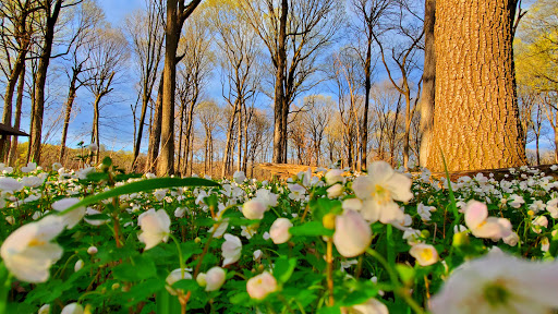 Nature Preserve «Captain Daniel Wright Woods Forest Preserve», reviews and photos, 24830 N St Marys Rd, Mettawa, IL 60045, USA
