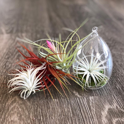 Florist «Plumeria Botanical Boutique», reviews and photos, 1364 W Michigan Ave, Battle Creek, MI 49037, USA