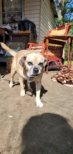 Flea Market «New Egypt Flea Market», reviews and photos, 933 Monmouth Rd, Cream Ridge, NJ 08514, USA