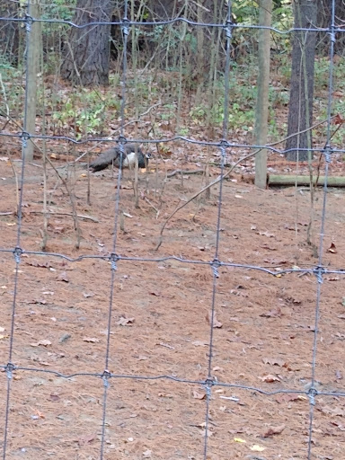 Zoo «Good Zoo & Benedum Theater», reviews and photos, 465 Lodge Dr, Wheeling, WV 26003, USA