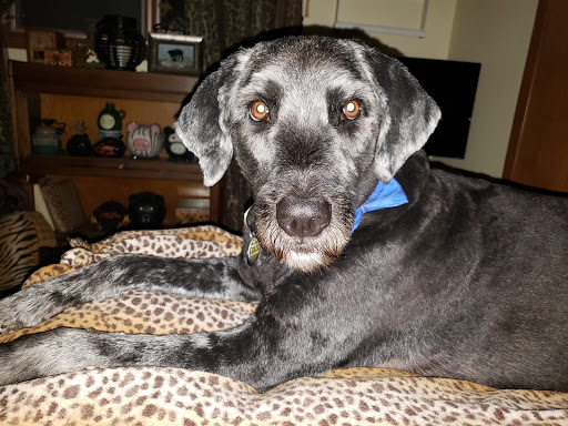 Pet Supply Store «Petco Animal Supplies», reviews and photos, 6885 Southland Dr, Middleburg Heights, OH 44130, USA