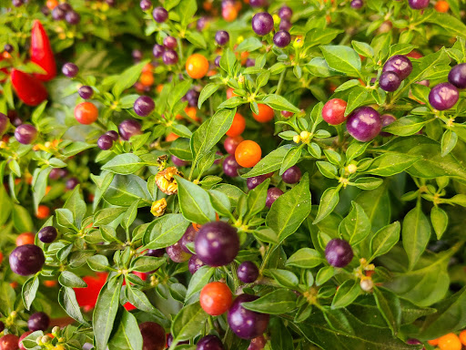 Supermarket «Hy-Vee», reviews and photos, 2540 E Euclid Ave, Des Moines, IA 50317, USA