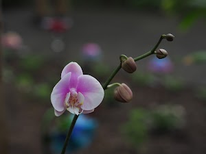 The Butterfly House - photo 57