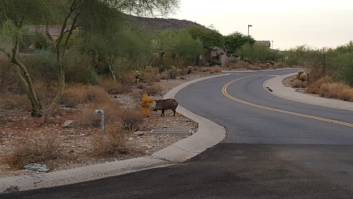 Golf Club «McDowell Mountain Golf Club», reviews and photos, 10690 E Sheena Dr, Scottsdale, AZ 85255, USA