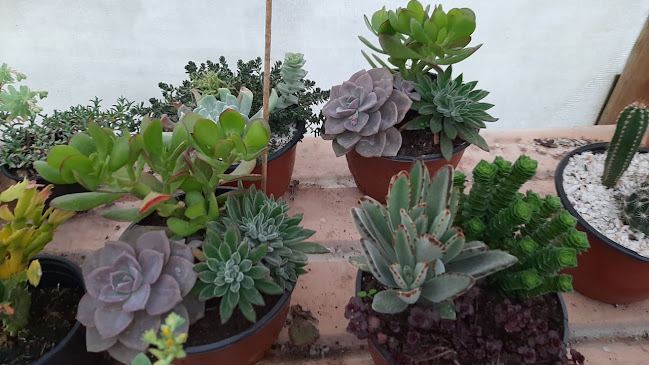 Opiniones de Cactario y Plantas Mirasep (Cerrado) en San Bernardo - Centro de jardinería