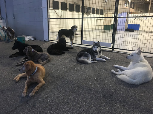 Dog training classes Calgary