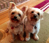 Doggie Latchkey Pet Sitting Grand Rapids - Photo 6 - Car repair in , Grand Rapids