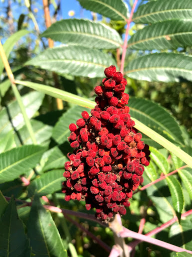 Nature Preserve «Grant Woods Forest Preserve», reviews and photos, 25405 W Monaville Rd, Ingleside, IL 60041, USA
