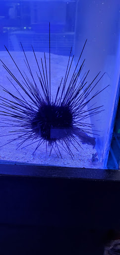 Pet Supply Store «Petland Discounts - Ozone Park», reviews and photos, 91-08 Atlantic Ave, Ozone Park, NY 11416, USA