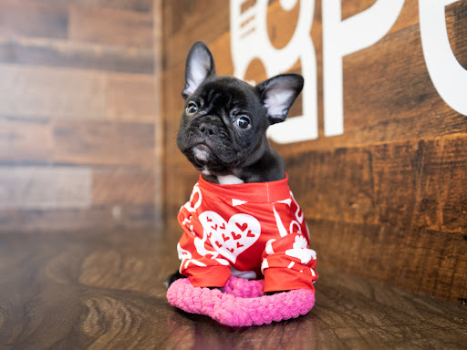 Pet Store «Petland», reviews and photos, 10289 Ulmerton Rd, Largo, FL 33771, USA