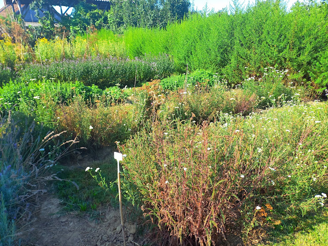 Értékelések erről a helyről: Egészség Szalon és Tokaji Herbafüvek Fűszer-, Gyógynövénykert, Tokaj - Masszőr