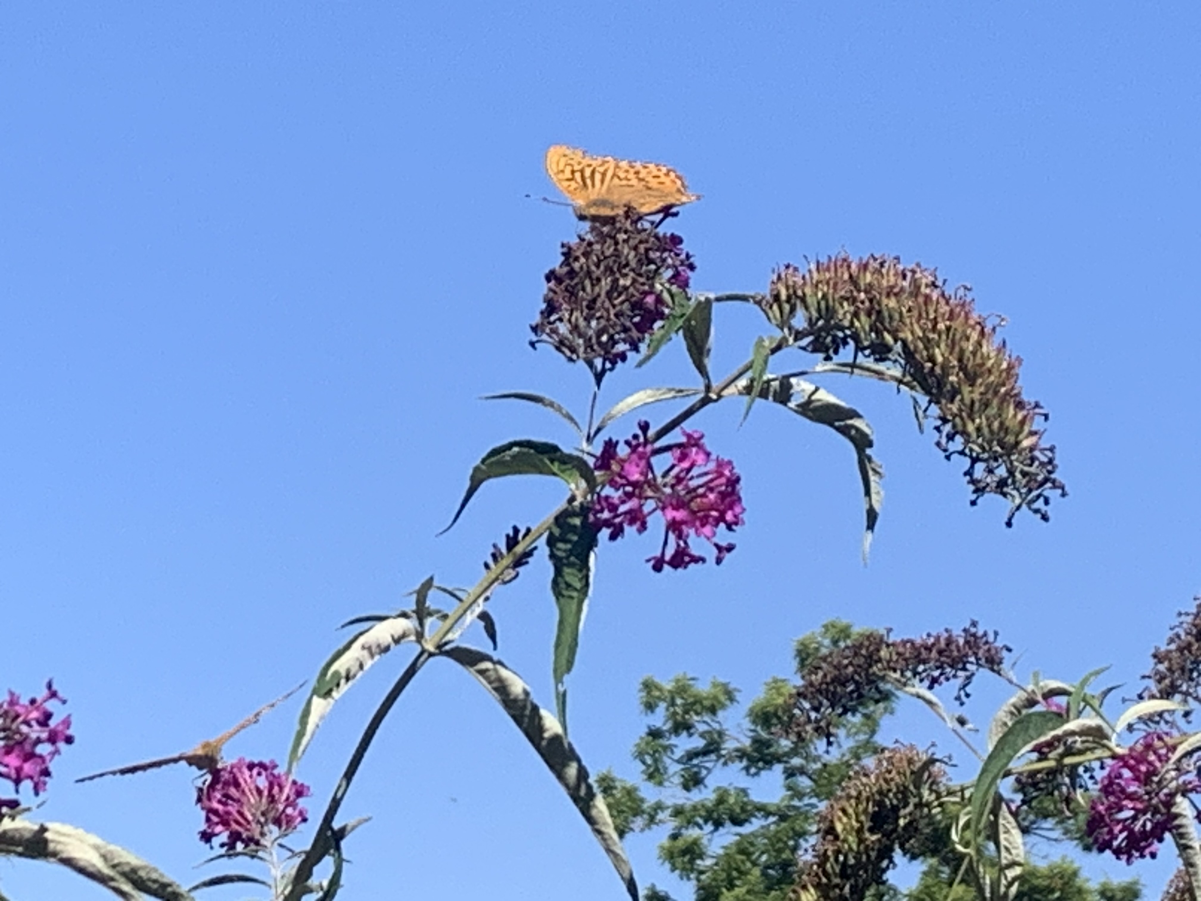 Photo n° 3 de l'avis de Alexandra.d fait le 29/08/2023 à 16:31