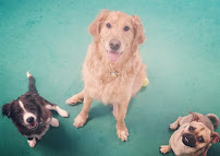 Pawsitive Canine Care & Training LLC