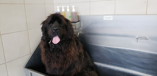 Pet Supply Store «Pet Supplies Plus», reviews and photos, 7954 Brewerton Rd #400, Cicero, NY 13039, USA