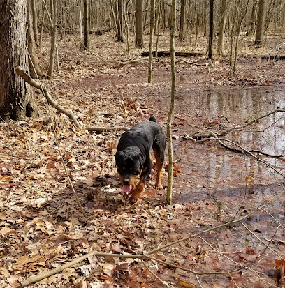 Raber's Rottweilers