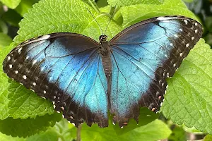 Butterfly Haven image