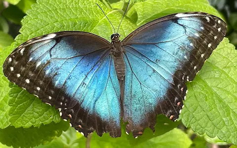 Butterfly Haven image