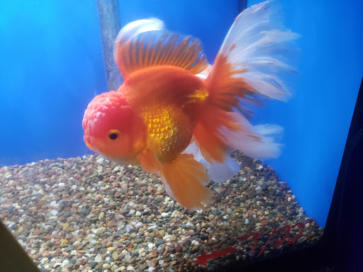 Tropical Fish Store «Tropi-Quatics Pet Center», reviews and photos, 337 S Main St, Lombard, IL 60148, USA