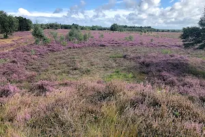 Goois Natuurreservaat Zuiderheide image