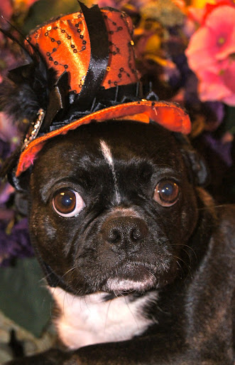 Pet Boarding Service «About Pets Center», reviews and photos, 1604 Conehurst Blvd, Salem, VA 24153, USA