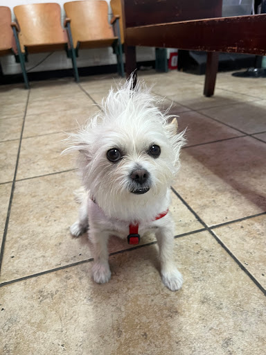 Explore ace of spade tattoo ideas, creative tattoo ideas in Austin, available at The Austin Tattoo co.