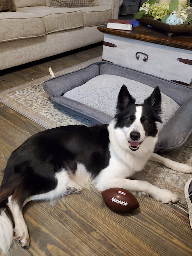 Thibodeaux Animal Hospital image