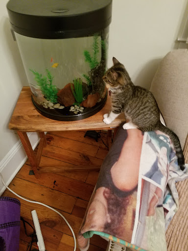 Pet Supply Store «PetSmart», reviews and photos, 2391 NJ-66, Ocean Township, NJ 07712, USA