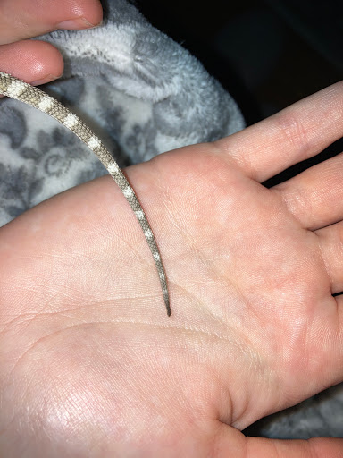 Pet Supply Store «PetSmart», reviews and photos, 198 Promenade Blvd, Flowood, MS 39232, USA