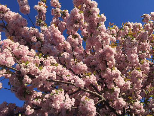 Park «Joe Moakley Park», reviews and photos, 1005 Columbia Road, Boston, MA 02127, USA