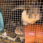 Photo n°4 de l'avis de Tanja.a fait le 07/06/2023 à 07:22 sur le  Raffner Alm à Ruhpolding