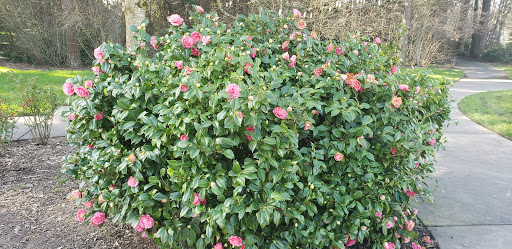 Park «EVERGREEN PARK», reviews and photos, 2615 NW 194th Terrace, Hillsboro, OR 97124, USA